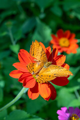 Bright butterflie resting on orange flowers in summer garden under sunlight, symbolizing harmony and vibrant natural beauty concept.