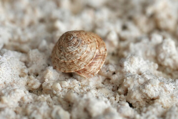 Closeup on a European terrestrial pulmonate gastropod mollusk, Trochoidea elegans from Gard, France