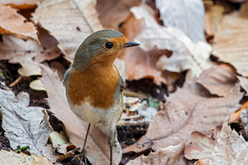 Closeup on a curious colorful European robin songbird, Erithacus rubecula