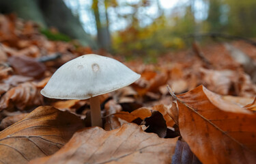 Closeup on a buttery collybia, Rhodocollybia butyracea on the forest floor