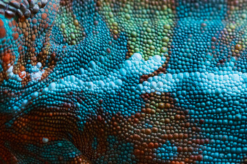 Chameleon skin. Close-up of a chameleon's skin. Bright blue color. An exotic animal. Textured background. © Alla