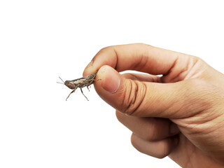 Holding a grasshopper in hand, isolated on a PNG background.