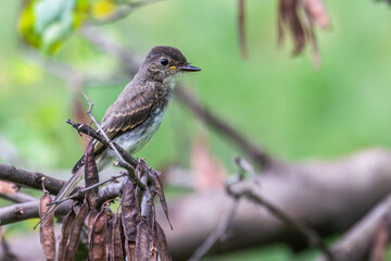 Fledgling eastern wood pewee perched on a branch.