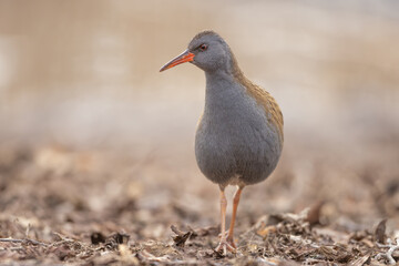 Waterrail (Rallus aquaticus)