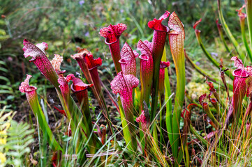 Carnivorous flower growing in the garden in summer, selective focus.