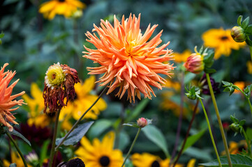 Orange  pigmy dahlia blooming in the garden, selective focus.