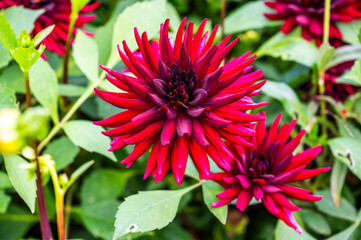 Red pigmy dahlia blooming in the garden, selective focus.