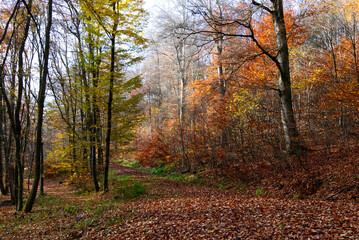Obraz premium Colorful autumn forest trail with sunlight on the Weiselberg rou