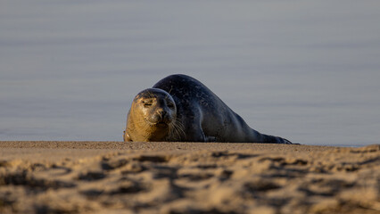 Ein sonniger Herbsttag im Nordseeheilbad Dangast mit Seehund