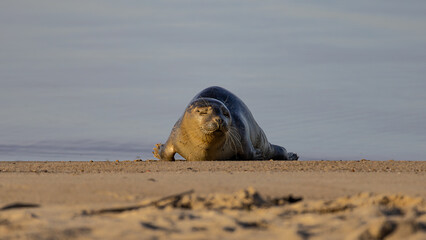 Ein sonniger Herbsttag im Nordseeheilbad Dangast mit Seehund