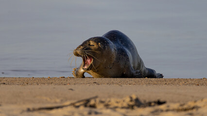 Ein sonniger Herbsttag im Nordseeheilbad Dangast mit Seehund