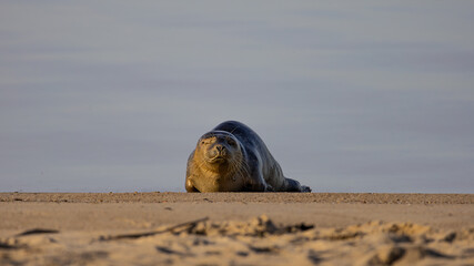 Ein sonniger Herbsttag im Nordseeheilbad Dangast mit Seehund