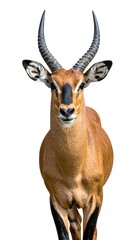 Naklejka premium A head-on, studio-style shot of a graceful, horned antelope, isolated on white