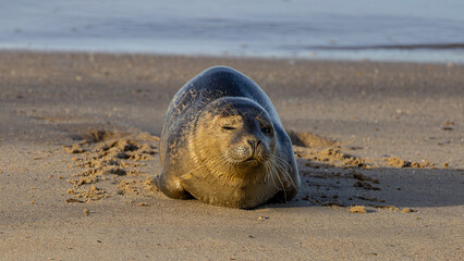 Ein sonniger Herbsttag im Nordseeheilbad Dangast mit Seehund