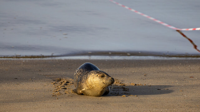 Ein sonniger Herbsttag im Nordseeheilbad Dangast mit Seehund