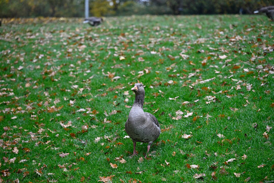 Graylag Goose walking around in Hamburg Park. Foggy Weather. Planten un Blomen. Hamburg, Germany. - Powered by Adobe