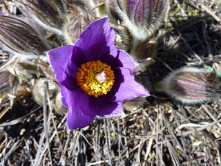 Beautiful lilac-blue flowers of a plant called rock-lily on a spring day.