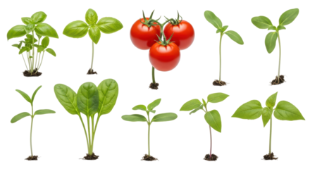 Collection of Young Plants and Tomatoes seedlings basil isolated on a transparent background