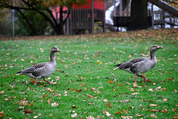 Graylag Goose walking around in Hamburg Park. Foggy Weather. Planten un Blomen. Hamburg, Germany.
