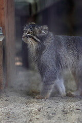 A cute manul stands on the sand with a surprised look
