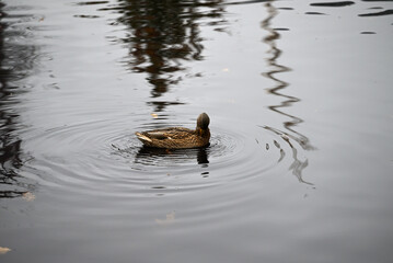 Mallard Duck in Hamburg City Park on foggy day. Anas platyrhynchos eating and swimming.