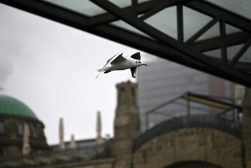 Obraz premium Posing Seagull at Hamburg Harbor on a foggy day. Showing and presenting. Shouting. Looking at camera.