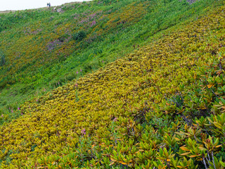 many rhododendron bushes on the mountain slope in summer