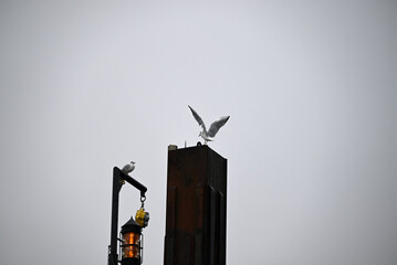 Naklejka premium Posing Seagull at Hamburg Harbor on a foggy day. Showing and presenting. Shouting. Looking at camera.