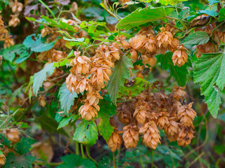 Close-up of a vine of the common hop in autumn