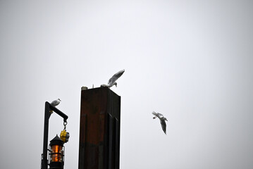 Obraz premium Posing Seagull at Hamburg Harbor on a foggy day. Showing and presenting. Shouting. Looking at camera.