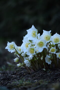 Hellebores white flowers blooming closeup ondark bokeh garden background, first spring flower.
