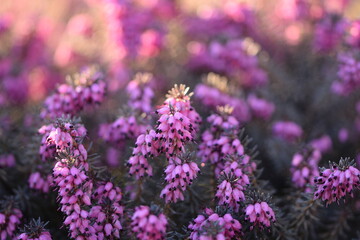 Erica pink flowers blooming closeup, erica flowers on bokeh background. Erica flower macro.
