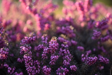 Erica pink flowers blooming closeup, erica flowers on bokeh background. Erica flower macro.
