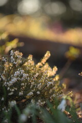 Erica white flowers blooming closeup, erica flowers on bokeh background. Erica flowers macro.
