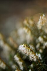 Erica white flowers blooming closeup, erica flowers on bokeh background. Erica flowers macro.
