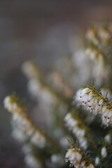 Erica white flowers blooming closeup, erica flowers on bokeh background. Erica flowers macro.

