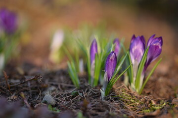 Blooming violet crocuses in spring garden. Flowers closeup on bokeh background, selective focus.