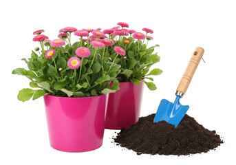 Two pink potted daisies with a small blue trowel and a pile of soil, isolated on transparent background