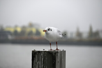 Obraz premium Posing Seagull at Hamburg Harbor on a foggy day. Showing and presenting. Shouting. Looking at camera.