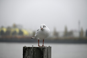 Obraz premium Posing Seagull at Hamburg Harbor on a foggy day. Showing and presenting. Shouting. Looking at camera.