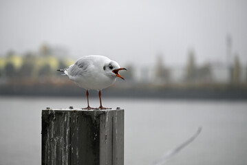 Obraz premium Posing Seagull at Hamburg Harbor on a foggy day. Showing and presenting. Shouting. Looking at camera.