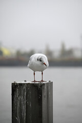 Obraz premium Posing Seagull at Hamburg Harbor on a foggy day. Showing and presenting. Shouting. Looking at camera.