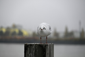 Obraz premium Posing Seagull at Hamburg Harbor on a foggy day. Showing and presenting. Shouting. Looking at camera.