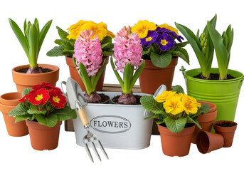 A collection of potted spring flowers including hyacinths, primroses, and pansies, with gardening tools, isolated on transparent background
