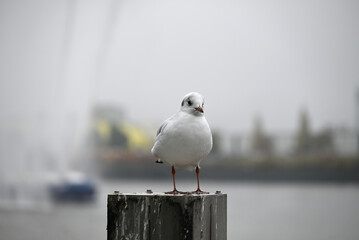 Obraz premium Posing Seagull at Hamburg Harbor on a foggy day. Showing and presenting. Shouting. Looking at camera.
