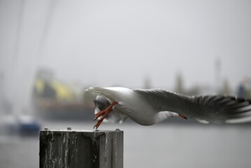Obraz premium Posing Seagull at Hamburg Harbor on a foggy day. Showing and presenting. Shouting. Looking at camera.