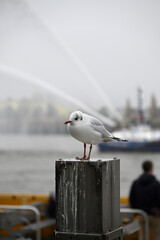 Obraz premium Posing Seagull at Hamburg Harbor on a foggy day. Showing and presenting. Shouting. Looking at camera.