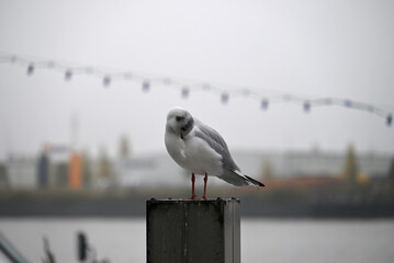 Obraz premium Posing Seagull at Hamburg Harbor on a foggy day. Showing and presenting. Shouting. Looking at camera.