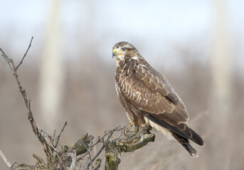 An adult common buzzard (Buteo buteo) in winter plumage perched on a branch against a blurred background