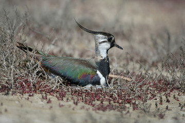 A close-up shot of a northern lapwing (Vanellus vanellus) sitting on a nest